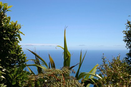 Kapiti.jpg