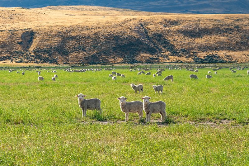 Sheep-tekapo.jpg