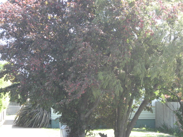 114 Studholme Street, Somerfield, Christchurch