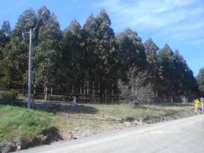 Stour Street, Oamaru