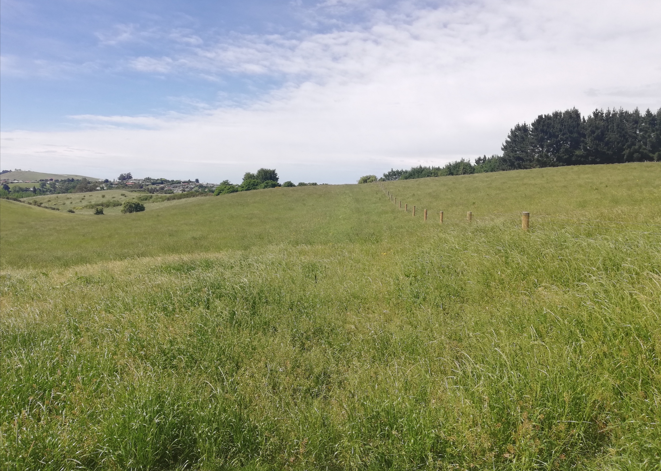 Pukeko Lane, Weston